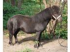 Miniature Black Stallion