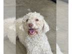 Poodle (Miniature) PUPPY FOR SALE ADN-435378 - Small white poodle