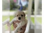 Poodle (Toy) PUPPY FOR SALE ADN-434988 - Poodle toy