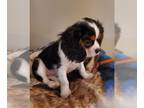 Cavalier King Charles Spaniel PUPPY FOR SALE ADN-435411 - Cavalier King Charles