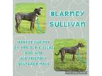 Adopt Blarney Sullivan a Mastiff, Mountain Cur