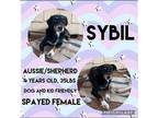 Adopt Sybil a Australian Shepherd, German Shepherd Dog