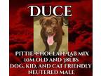 Adopt Duce a Chocolate Labrador Retriever, Pit Bull Terrier