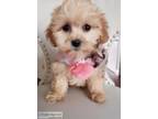 Beautiful Malti-Poo (Maltese and Toy Poodle) Puppies