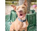 Adopt Tuco 23140 a Pit Bull Terrier, Mixed Breed