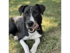 Adopt Lady a Border Collie