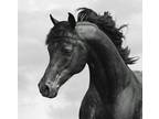 Multi National Champion Black Arabian Stallion