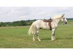 Lincoln Beautiful and Functional Percheron Gelding