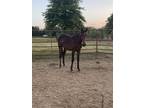 Beautiful yearling Standardbred filly