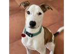 Adopt Puddle a White Whippet / Terrier (Unknown Type, Medium) / Mixed dog in San