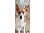 Adopt Elsa a White Jack Russell Terrier / Mixed dog in Tucson, AZ (31108412)