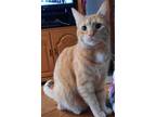 Adopt Kesha (shy and sweet) a Orange or Red (Mostly) Domestic Shorthair / Mixed