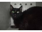 Adopt BUTTER PECAN BARN CAT a All Black Domestic Longhair / Mixed (long coat)