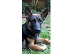 Adopt Tequila a German Shepherd Dog / Mixed dog in Dacula, GA (35457700)