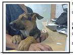 Adopt Whiskey a German Shepherd Dog / Mixed dog in Dacula, GA (35457699)