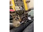 Adopt Muffin a Gray, Blue or Silver Tabby American Shorthair / Mixed (short