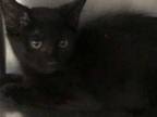 Adopt Truant a All Black Domestic Shorthair / Domestic Shorthair / Mixed cat in