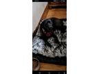 Adopt Shadow a Black - with White Labrador Retriever / Mixed dog in Mount Holly