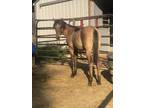 Flashy QH yearling available