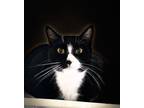 Adopt Capri a Domestic Shorthair / Mixed (short coat) cat in Clinton