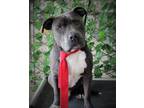 Adopt Philipe a American Staffordshire Terrier / Mixed dog in Ocala