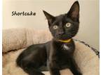 Adopt Shortcake (22-463) a American Shorthair / Mixed cat in York County