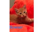 Adopt Bowser a Orange or Red Domestic Longhair / Domestic Shorthair / Mixed cat
