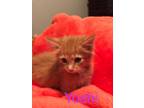 Adopt Yoshi a Orange or Red Domestic Shorthair / Domestic Shorthair / Mixed cat