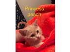 Adopt Princess Peach a Tan or Fawn Domestic Shorthair / Domestic Shorthair /