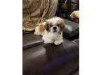 Adopt Gizmo a White - with Red, Golden, Orange or Chestnut Shih Tzu / Mixed dog