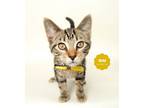 Adopt TAIKA a Brown Tabby Domestic Shorthair (short coat) cat in Wyandotte