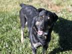 Adopt Buddy a Black - with Tan, Yellow or Fawn Rottweiler / Australian Shepherd