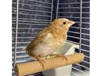 Adopt Peets a Tan Finch / Mixed bird in Windsor, ON (35442796)