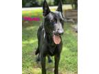 Adopt Strudel a Black German Shepherd Dog / Mixed dog in Dahlonega