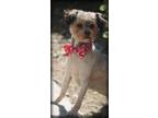 Adopt Coco a Tibetan Terrier / Poodle (Miniature) / Mixed dog in Pittsburg