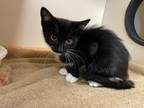 Adopt 50751700 a All Black American Shorthair / Domestic Shorthair / Mixed cat