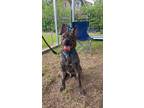 Adopt Drake Stetson (TSG) a Brindle Boston Terrier / Pit Bull Terrier dog in