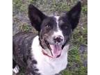 Adopt Maverick a Merle Australian Cattle Dog / Greyhound / Mixed dog in Lawtey