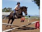 Quest 7 year old 141hh bay Pony mare