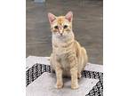 Adopt Cornbread a Orange or Red Tabby Domestic Shorthair cat in Bartlesville