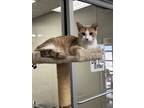 Adopt Chipz a Orange or Red Tabby Domestic Shorthair cat in Bartlesville