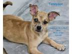 Adopt Tennyson a Tan/Yellow/Fawn - with Black Pug / Mixed dog in DeForest