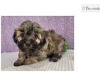 Havanese Puppy for sale in Unknown, , USA