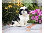 Shih Tzu PUPPY FOR SALE ADN-435694 - Shih Tzu Puppies Available Now Shipping
