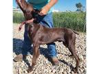 German Shorthaired Pointer Puppy for sale in Roscoe, SD, USA