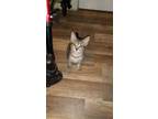 Adopt Kitten a Gray or Blue (Mostly) Domestic Shorthair / Mixed (short coat) cat