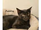 Adopt Pudding (22-464) a American Shorthair / Mixed cat in York County
