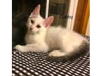 Adopt Gabby (22-460) a Domestic Shorthair / Mixed (short coat) cat in York