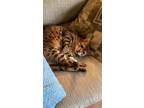 Adopt Logan a Spotted Tabby/Leopard Spotted Bengal / Mixed (medium coat) cat in