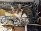 Adopt Baby a Brown Tabby Domestic Shorthair / Mixed (short coat) cat in
